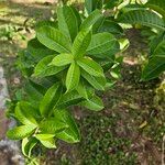 Allamanda blanchetii 葉