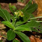 Pseudelephantopus spicatus Habitus