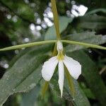 Epidendrum nocturnum Övriga