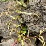 Anredera cordifoliaFlower