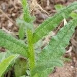 Anchusa arvensis ഇല