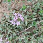 Thymus herba-barona Virág