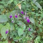 Brillantaisia lamium ശീലം