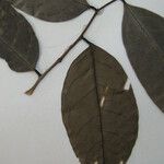 Annona foetida Otro