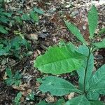 Ritchiea simplicifolia Leaf