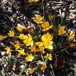 Crocus flavus その他の提案