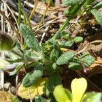 Helianthemum salicifolium برگ