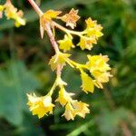 Alchemilla glabra Kwiat