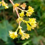 Alchemilla glabra Virág