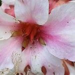 Bergenia ciliata Kwiat