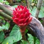 Costus curvibracteatus Flower