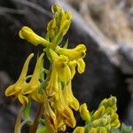 Corydalis sikkimensis Vivejo