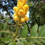 Senna alata Flower