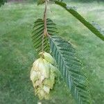 Carpinus japonica Fruit