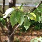 Carpinus orientalis Blad