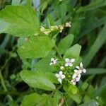 Nasturtium officinaleപുഷ്പം