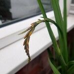 Crocosmia aurea Blüte