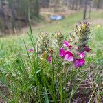 Pedicularis rubens Flower