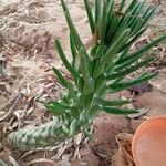 Austrocylindropuntia cylindrica Blad