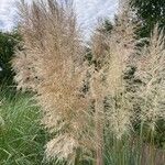 Cortaderia selloana Цветок