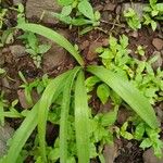 Albuca nigritana Hoja