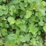 Trianthema portulacastrum Leaf