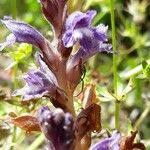 Orobanche nana Flor