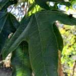 Brachychiton acerifolius Blatt