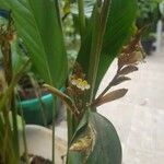 Maranta arundinacea Цвят