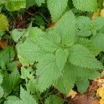 Urtica dioica Leaf