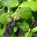 Euphorbia fosbergi