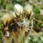 Antennaria carpatica Beste bat