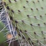 Opuntia leucotricha Blatt