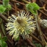 Salix repens Flower