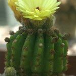 Parodia muricata Flower