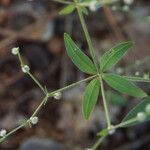 Galium circaezans Leaf