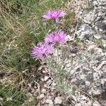 Centaurea stoebeKukka