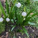 Leucojum vernum ശീലം