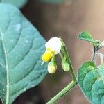 Solanum americanum Flors