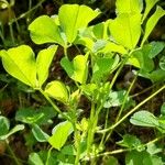 Medicago polymorpha Costuma