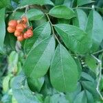 Picramnia pentandra Leaf