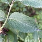 Sambucus canadensisBlad