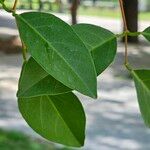 Erythrina crista-galli Leaf