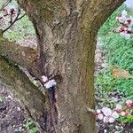 Prunus armeniaca Escorça