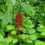 Actaea rubra Frucht