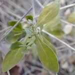 Hylotelephium anacampseros Habit