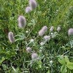 Trifolium arvenseFlor