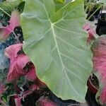 Colocasia gigantea Leaf