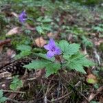 Cardamine pentaphyllos Blomst