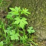 Ranunculus recurvatus Leaf